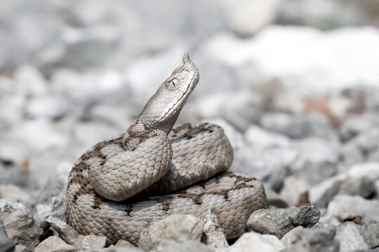Vipera dal corno (Vipera ammodytes)