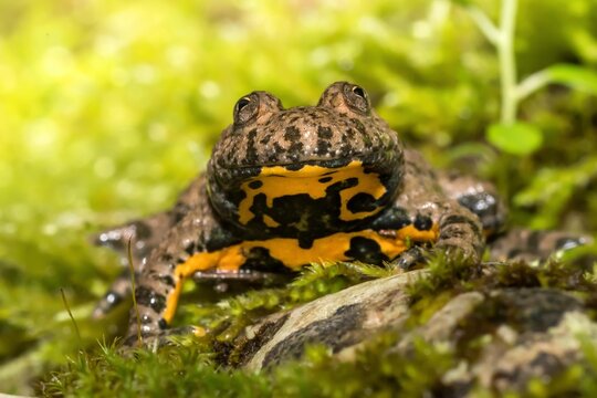 Ululone dal ventre giallo (Bombina variegata)