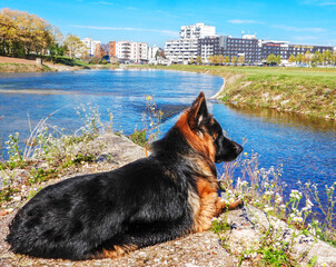 Dog lying by the river, facing away