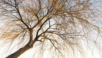 Obraz premium Willow Branch Network — Airy, Light Leaf Mass on White