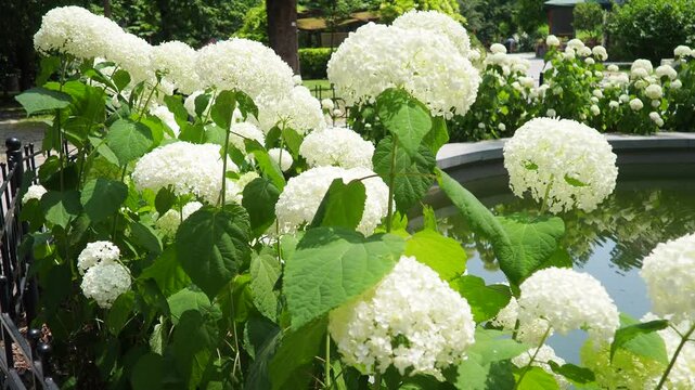 Hydrangea hortensia is a genus of flowering plants native to Asia and the Americas. Hydrangeas are popular ornamental plants, grown for their large flowerheads. Large white flowers in the garden