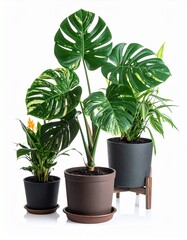 Monstera variegated in the tree pot