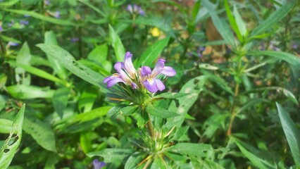 Fototapeta premium Digestive Support in food Traditional Kulekhara&nbsp;saag&nbsp;as part of home-style,Marsh Barbel is a fleshy aquatic perennial herb Plant,Kulekhara Live Plant (Hygrophila Auriculata) Plant