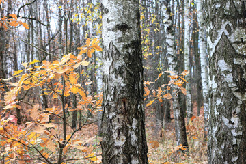 Obraz premium beautiful scene with birches in yellow autumn birch forest