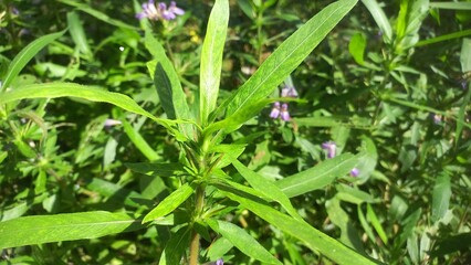 Digestive Support in food Traditional Kulekhara&nbsp;saag&nbsp;as part of home-style,Marsh Barbel is a fleshy aquatic perennial herb Plant,Kulekhara Live Plant (Hygrophila Auriculata) Plant