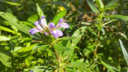 Digestive Support in food Traditional Kulekhara saag as part of home-style,Marsh Barbel is a fleshy aquatic perennial herb Plant,Kulekhara Live Plant (Hygrophila Auriculata) Plant