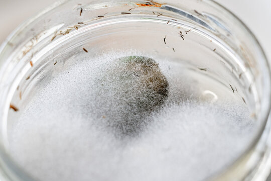 Close up of  mold  inside a preservation can.