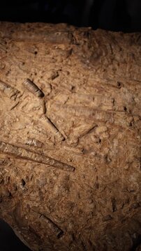 Vertical screen dense cluster of fossilized marine shells and elongated structures embedded in textured sediment under focused lighting creating natural history exhibit atmosphere