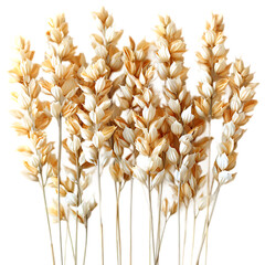Arrangement of several wheat stalks with golden and white hues isolated on white background