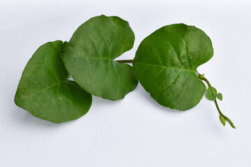 Binahong leaves (Anredera cordifolia) white background, Anredera cordifolia leaves are traditional herbal medicine ingredients