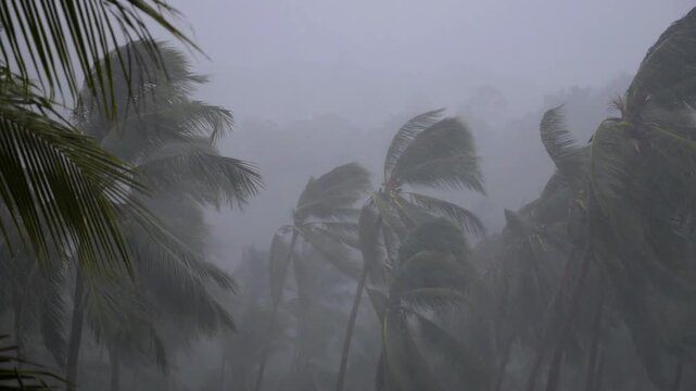 Extreme weather conditions with powerful winds and torrential rain lashing through a tropical jungle, bending palm trees during a dangerous hurricane and creating a dramatic, chaotic scene