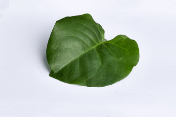 Binahong leaves (Anredera cordifolia) white background, Anredera cordifolia leaves are traditional herbal medicine ingredients