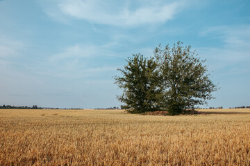 Fototapeta premium a green tree in the middle of a wheat field on a sunny summer day
