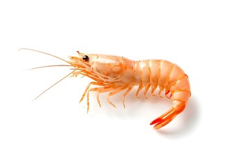 the Shrimp on white background