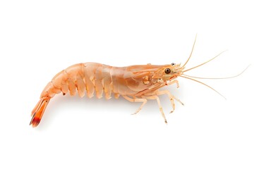 the Shrimp on white background