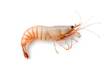 the Shrimp on white background