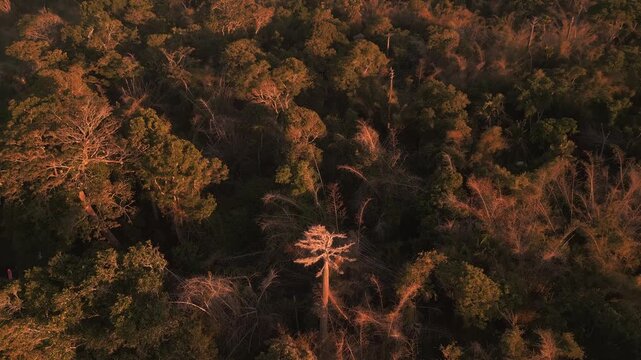 Aerial view of tropical rainforest at sunset time.Bali island.Indonesia