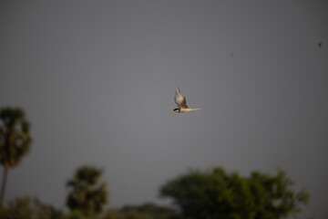 A single , majestic River tern in dynamic flight, wings fully spread, against a bright, textured blue and white sky  background .