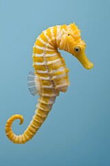A yellow white striped sea horse