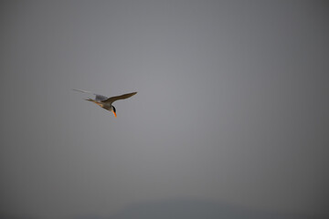 A powerful water bird in a fast, downward dive towards the water surface, hunting over a blurred river or pond in a natural habitat with blurred background.
