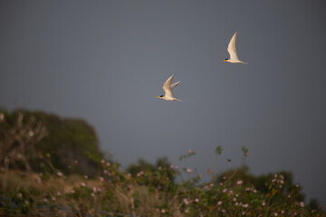 Two , majestic River tern in dynamic flight, wings fully spread, against a bright, textured blue and white sky  background .