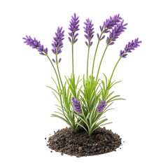 Fototapeta premium Mini artificial lavender plant isolated on transparent background png