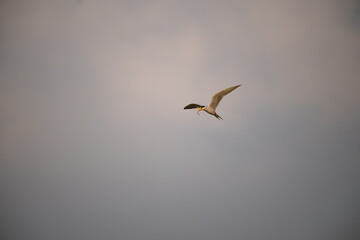 A single , majestic River tern in dynamic flight, wings fully spread, against a bright, textured blue and white sky  background with mouth full of fish.