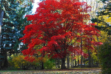 紅葉したモミジ