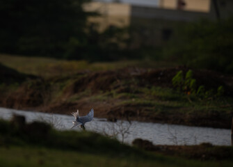 Fototapeta premium A powerful water bird in a fast, downward dive towards the water surface, hunting over a blurred river or pond in a natural habitat.