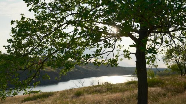 Beautiful natural landscape featuring a majestic oak tree on a riverbank with the sun creating a brilliant flare through its green leaves, reflecting a shimmering path on the calm water surface
