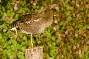 Young common moorhen stretching on wooden post	