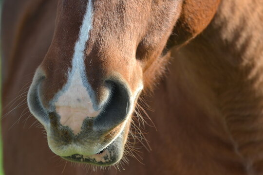 Bas de t&ecirc;te d'un cheval brun au soleil
