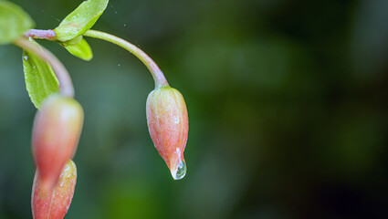 Macro of Water drops on Fairy Petticoats flower bud or Water drops on Lily Of The Valley flower bud, macro dew drop on bud flower