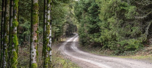 Panoramic wallpaper background of forest woods (Black Forest) landscape panorama - Mixed forest fir...