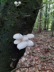 Pilze: Buchen-Schleimr&uuml;bling (Mucidula mucida)
