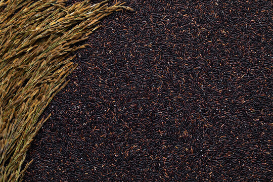 Some ears of black rice are laid out on a flat surface. Black rice grain background. - Powered by Adobe