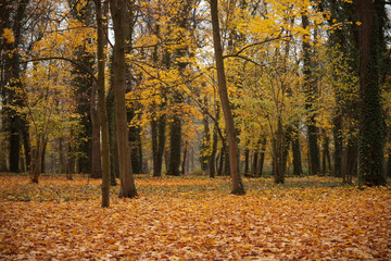 jesień, park pałacowy, arkadia, liście, budynki zabytkowe.  rośliny, polska, 