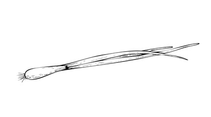 Vector Fresh Green Onion. Graphic ink vegetable with bulb and long leaves illustration, isolated on background. Hand drawn line sketch. For designers, prints, logo, icon, menu, postcards, holiday