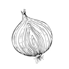 Vector fresh onion in section. Graphic ink half vegetable illustration, isolated on background. Hand drawn line sketch. For designers, prints, logo, icon, menu, postcards, holiday, covers