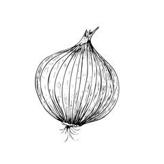 Vector fresh onion. Graphic ink vegetable illustration, isolated on background. Hand drawn line sketch. For designers, prints, logo, icon, menu, postcards, holiday, covers