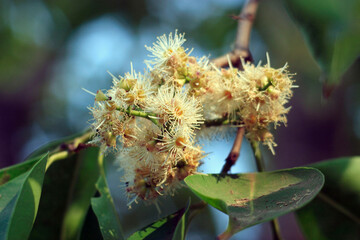 flower of black plum
