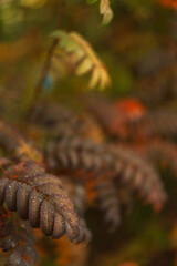 Wet autumn compound leaves close up with shallow depth. High quality photo