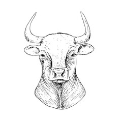 Vector cow head with horns. Graphic ink animal illustration, isolated on background. Hand drawn line sketch. For designers, prints, logo, icon, menu, postcards, holiday, covers
