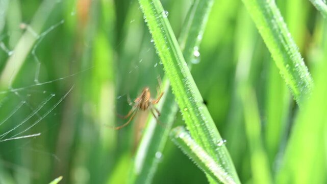 Philodromidae spider in rice field. Its common names&nbsp;philodromid crab spiders&nbsp;and&nbsp;running crab spiders. This is a&nbsp;family&nbsp;of&nbsp;araneomorph&nbsp;spiders.
