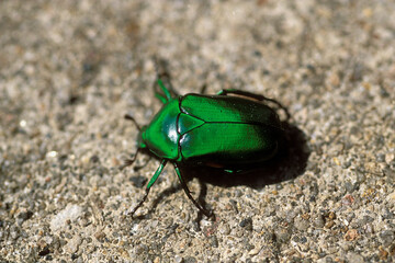 green bug on the ground