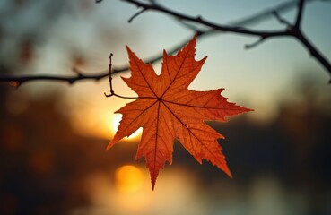 Fototapeta premium Single red maple leaf hangs from tree branch. Setting sun creates warm golden glow behind autumn foliage. Fall season beauty with vibrant colors at dusk. Tranquil nature background showing seasonal