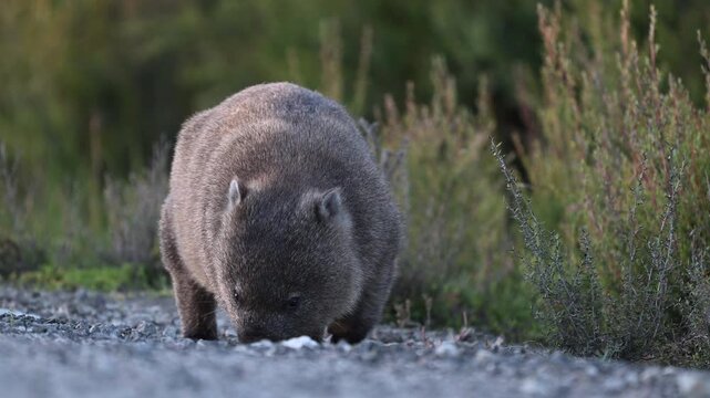 Wombat, Vombatus ursinus, grazing along the western explorer, a gravel dirt road leading through the wilderness of western Tasmania, popular travel destination in Australia.