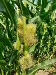 Mais auf einem Acker