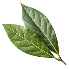 Obraz premium isolated on a transparent background png