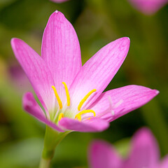 Obraz premium close up of pink flower